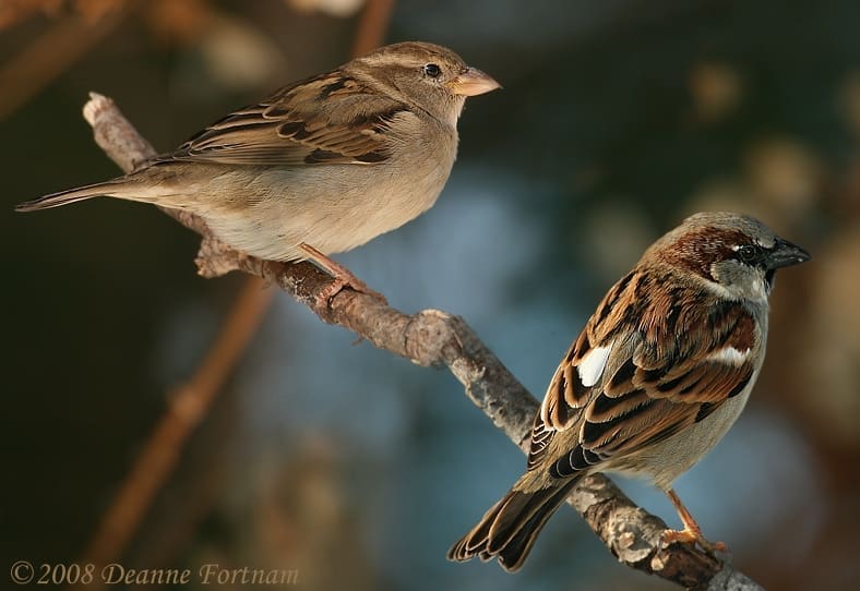 House+sparrows