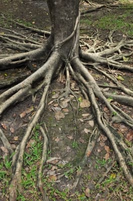 Roots, Health & Gratitude