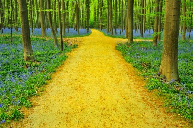 Path with Crossroads in Beech Forest with Bluebells in Spring, Hallerbos, Halle, Flemish Brabant, Vlaams Gewest, Belgium