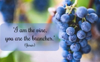 Vine & Branches