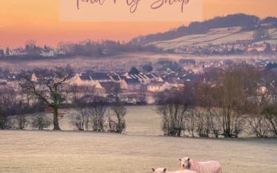 Tend My Sheep