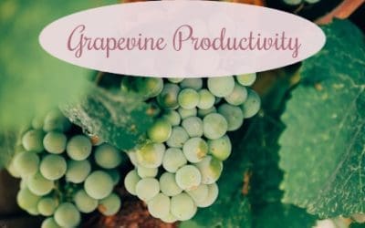 Grapevine Productivity